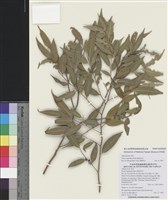 藏品(細枝柃木)的圖片